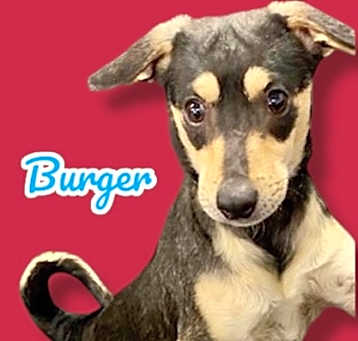 Photo of Burger