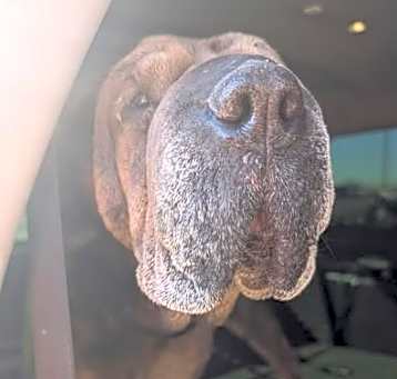 Photo of Gertie