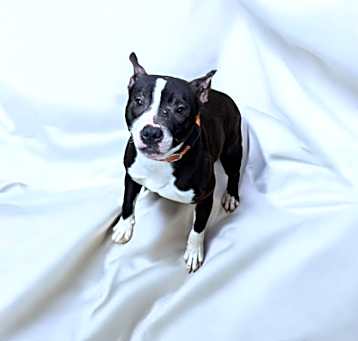 Photo of Tinker