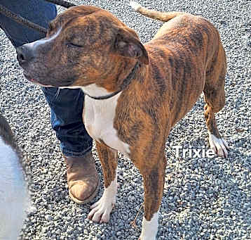 Photo of Trixie