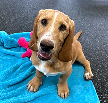 Photo of Oswald