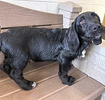 Photo of Wilbur