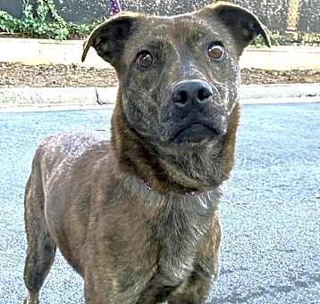 Photo of Merilee,urgent foster needed!