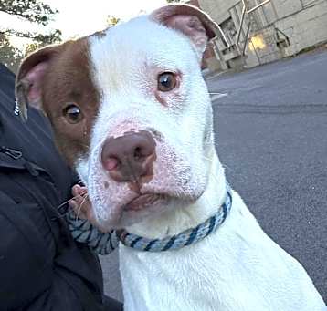 Photo of Clifford,urgent foster needed!