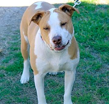 Photo of Sarge