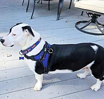 Photo of Oscar