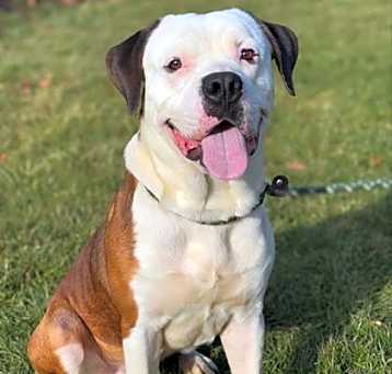 Photo of Yogi