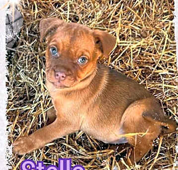 Photo of Stella