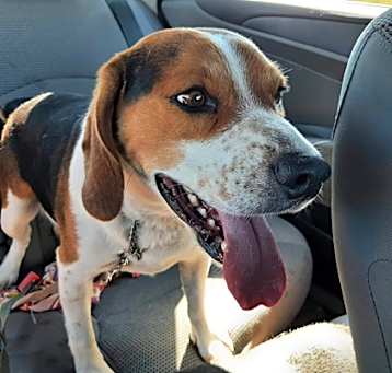Photo of Scooter (was Milo/Angus)