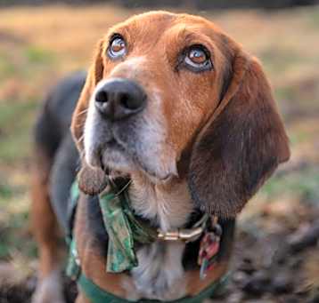 Photo of Indy