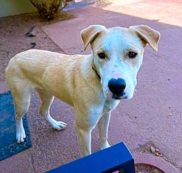Photo of Miller - PAWS