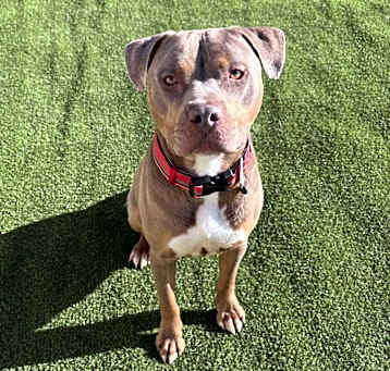 Photo of Goliath - PAWS