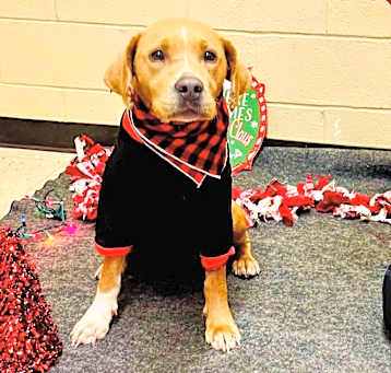 Photo of MOMMA DOG