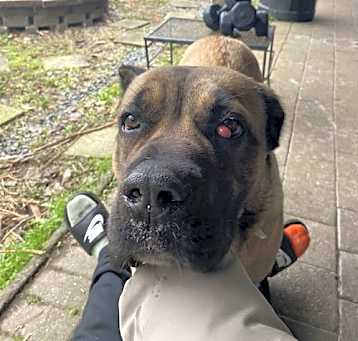 Photo of 2503-0151 Coco