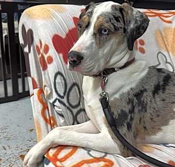 Photo of Echo