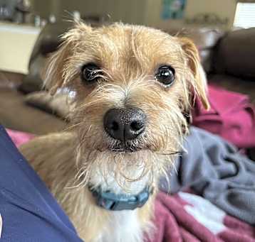 Photo of Pringle