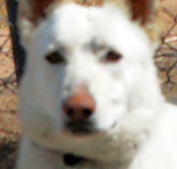 Photo of Frostie