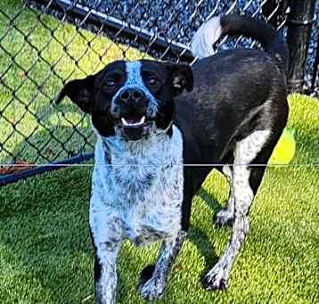 Photo of Caper