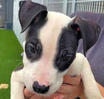 Photo of Onyx
