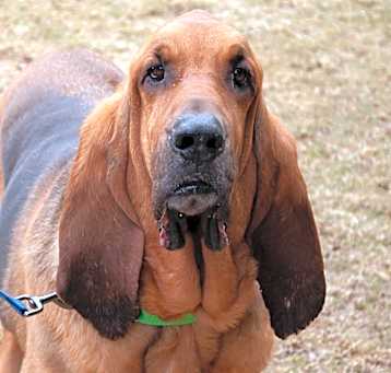 Photo of Silas