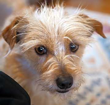 Photo of Watson