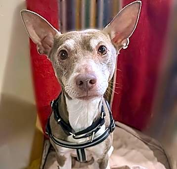 Photo of Taffy (ID)