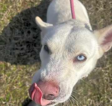 Photo of Pearl