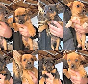 Photo of Lucky charm litter