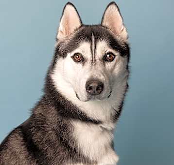 Photo of Loki Poki