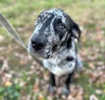 Photo of Enzo