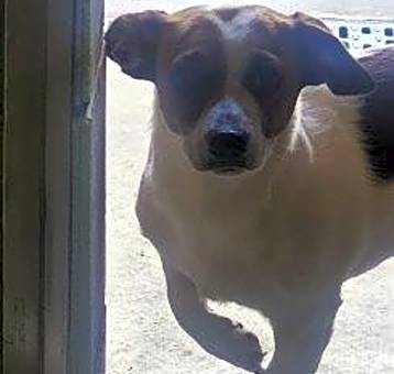 Photo of Dexter