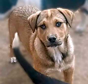 Photo of Watson