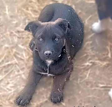 Photo of Waylon