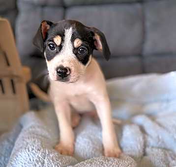 Photo of Milo