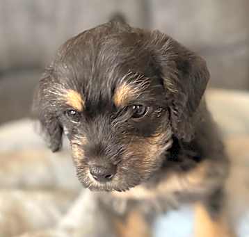 Photo of Merlin