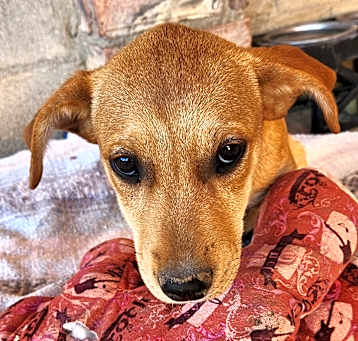 Photo of Fawn
