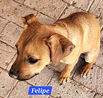 Photo of Felipe