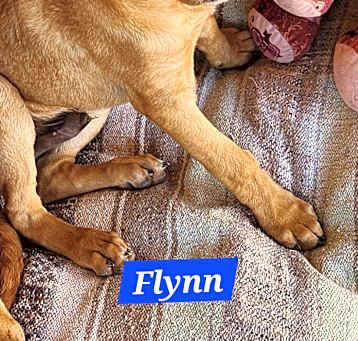 Photo of Flynn