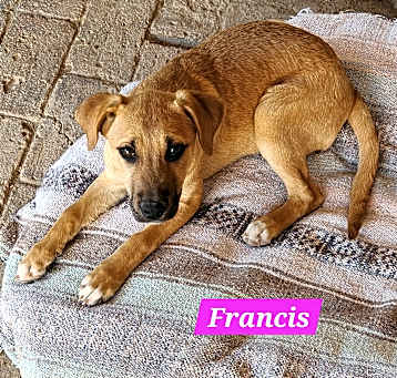 Photo of Francis