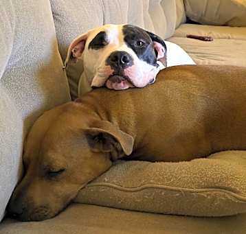 Photo of Cassie & Heimdell