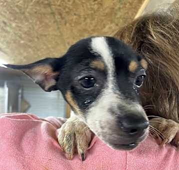 Photo of Dax