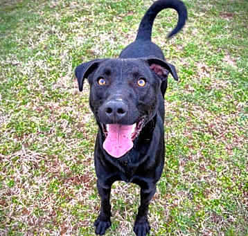 Photo of GIBLET