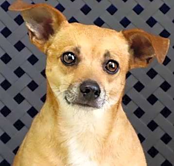 Photo of Prince Buddy