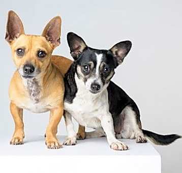 Photo of Bonded Par - Ryver & Ryker