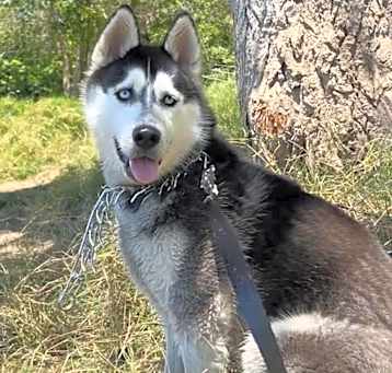 Photo of Chewy, loving and smart
