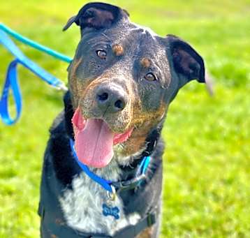 Photo of Angus