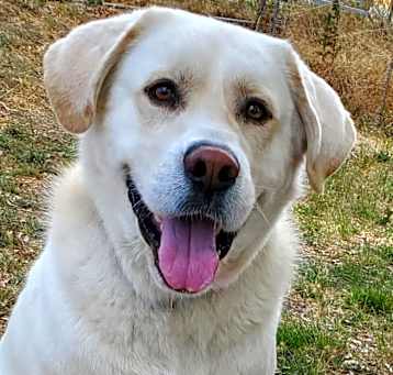 Photo of Leo (Len's Dog)