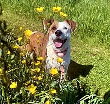 Photo of Molly Moose