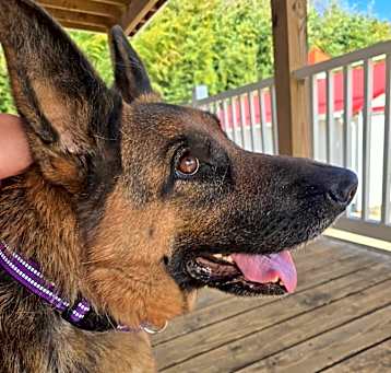 Photo of DeeDee 