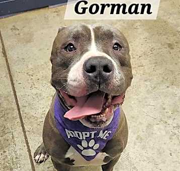 Photo of Gorman